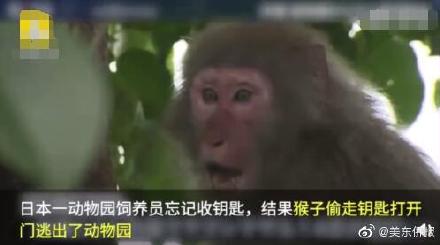猴子拿鑰匙開(kāi)門(mén)逃跑 有2只猴子自己回來(lái)了